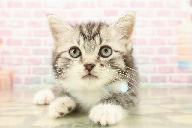 東京都のスコティッシュフォールド (Coo&RIKU練馬店/2025年9月27日生まれ/男の子/シルバータビーホワイト)の子猫の1枚目の画像