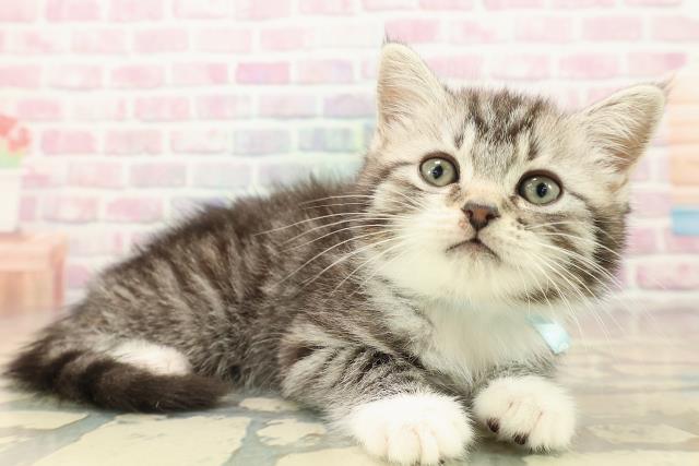 東京都のスコティッシュフォールド (Coo&RIKU練馬店/2025年9月27日生まれ/男の子/シルバータビーホワイト)の子猫の3枚目の画像