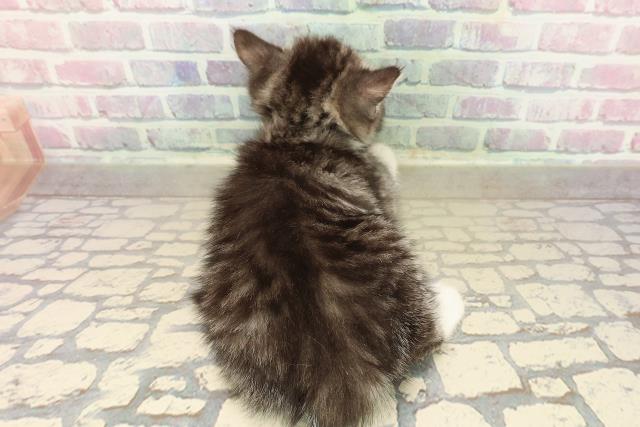 東京都のスコティッシュフォールド (Coo&RIKU練馬店/2025年9月27日生まれ/男の子/シルバータビーホワイト)の子猫の4枚目の画像