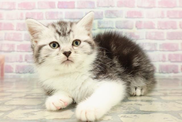 埼玉県のスコティッシュフォールド (Coo&RIKU所沢店/2025年9月27日生まれ/女の子/シルバータビーホワイト)の子猫の2枚目の画像