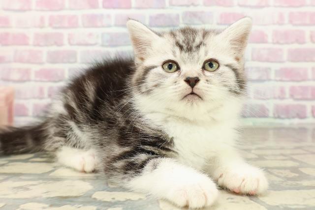 埼玉県のスコティッシュフォールド (Coo&RIKU所沢店/2025年9月27日生まれ/女の子/シルバータビーホワイト)の子猫の3枚目の画像