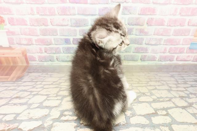 埼玉県のスコティッシュフォールド (Coo&RIKU所沢店/2025年9月27日生まれ/女の子/シルバータビーホワイト)の子猫の4枚目の画像