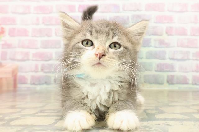 山梨県のラガマフィン (Coo&RIKU甲府昭和通り店/2025年9月22日生まれ/男の子/ブルータビーホワイト)の子猫