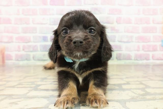 東京都のチワックス(チワワ×ダックス) (Coo&RIKU新小岩店/2025年9月29日生まれ/男の子/ブラックタンホワイト)の子犬の1枚目の画像