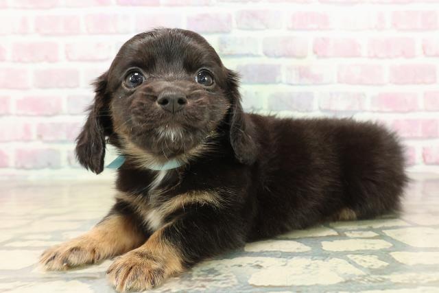 東京都のチワックス(チワワ×ダックス) (Coo&RIKU新小岩店/2025年9月29日生まれ/男の子/ブラックタンホワイト)の子犬の2枚目の画像