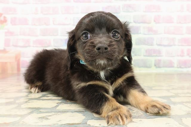 東京都のチワックス(チワワ×ダックス) (Coo&RIKU新小岩店/2025年9月29日生まれ/男の子/ブラックタンホワイト)の子犬の3枚目の画像