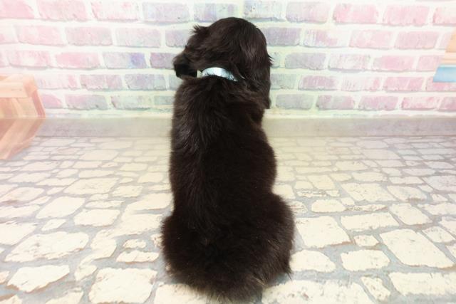 東京都のチワックス(チワワ×ダックス) (Coo&RIKU新小岩店/2025年9月29日生まれ/男の子/ブラックタンホワイト)の子犬の4枚目の画像