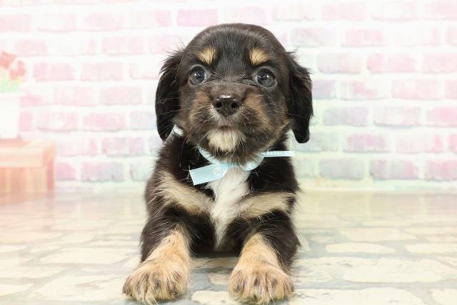 東京都のチワックス(チワワ×ダックス) (Coo&RIKU三軒茶屋店/2025年9月29日生まれ/男の子/ブラックタンホワイト)の子犬の1枚目の画像