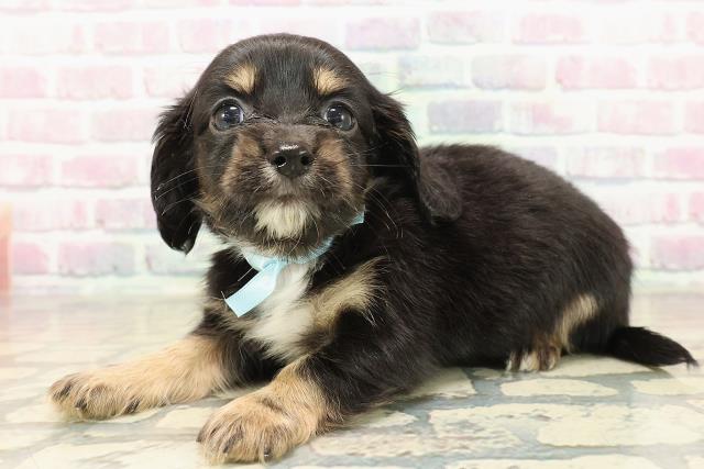 東京都のチワックス(チワワ×ダックス) (Coo&RIKU三軒茶屋店/2025年9月29日生まれ/男の子/ブラックタンホワイト)の子犬の2枚目の画像