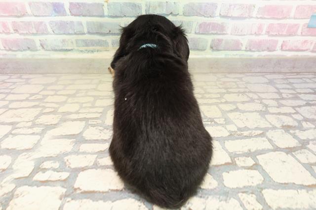 東京都のチワックス(チワワ×ダックス) (Coo&RIKU三軒茶屋店/2025年9月29日生まれ/男の子/ブラックタンホワイト)の子犬の4枚目の画像