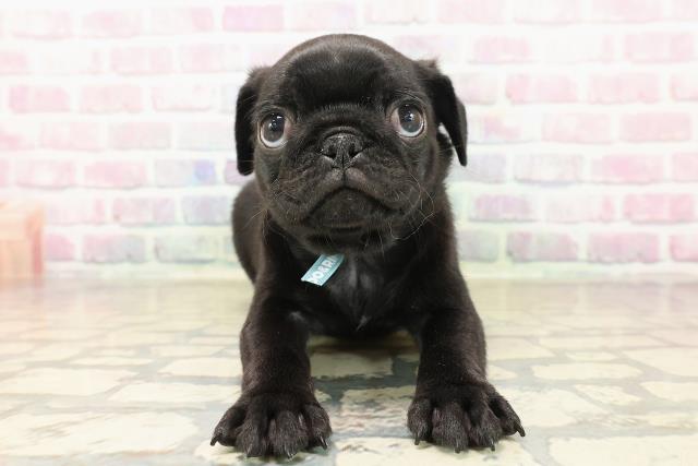 東京都のパグ (Coo&RIKU大久保店/2025年9月28日生まれ/男の子/ブラック)の子犬の1枚目の画像