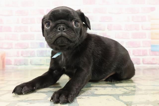 東京都のパグ (Coo&RIKU大久保店/2025年9月28日生まれ/男の子/ブラック)の子犬の2枚目の画像