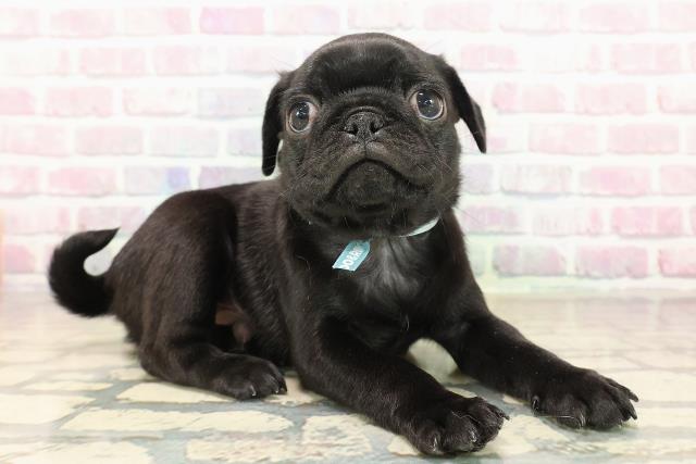 東京都のパグ (Coo&RIKU大久保店/2025年9月28日生まれ/男の子/ブラック)の子犬の3枚目の画像