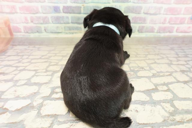 東京都のパグ (Coo&RIKU大久保店/2025年9月28日生まれ/男の子/ブラック)の子犬の4枚目の画像