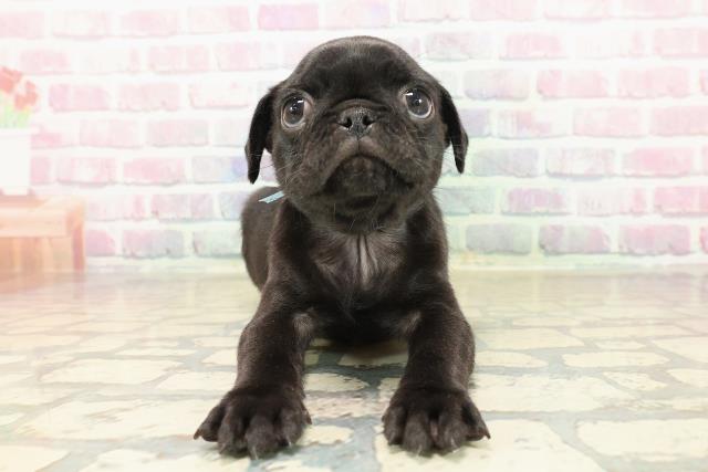 東京都のパグ (Coo&RIKU新宿三丁目店/2025年9月28日生まれ/男の子/ブラック)の子犬の1枚目の画像