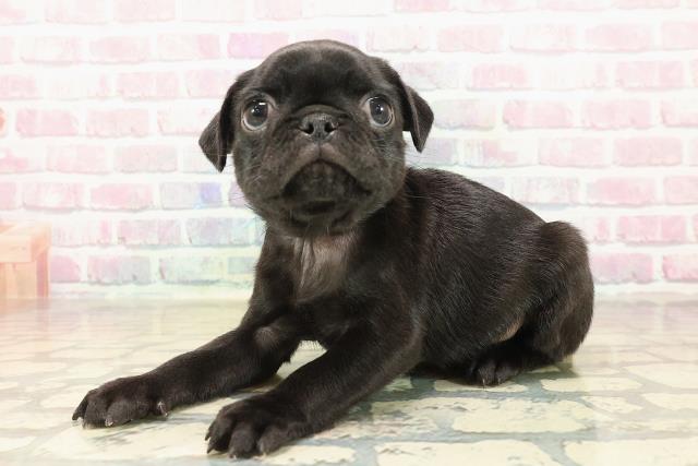 東京都のパグ (Coo&RIKU新宿三丁目店/2025年9月28日生まれ/男の子/ブラック)の子犬の2枚目の画像