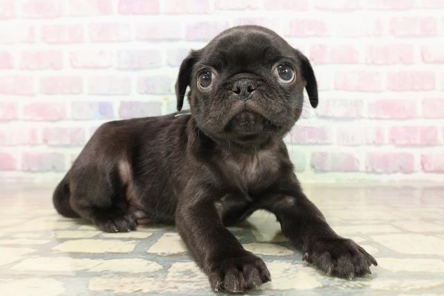 東京都のパグ (Coo&RIKU新宿三丁目店/2025年9月28日生まれ/男の子/ブラック)の子犬の3枚目の画像