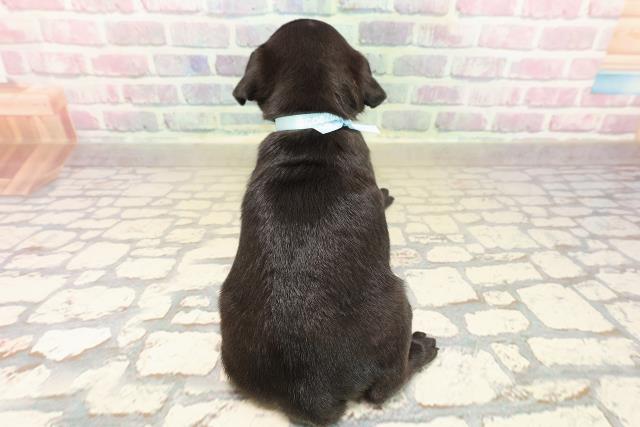 東京都のパグ (Coo&RIKU新宿三丁目店/2025年9月28日生まれ/男の子/ブラック)の子犬の4枚目の画像