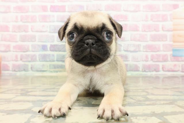 東京都のパグ (Coo&RIKU三軒茶屋店/2025年9月28日生まれ/男の子/フォーン)の子犬の1枚目の画像