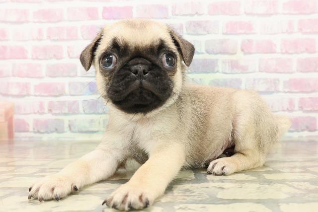 東京都のパグ (Coo&RIKU三軒茶屋店/2025年9月28日生まれ/男の子/フォーン)の子犬の2枚目の画像