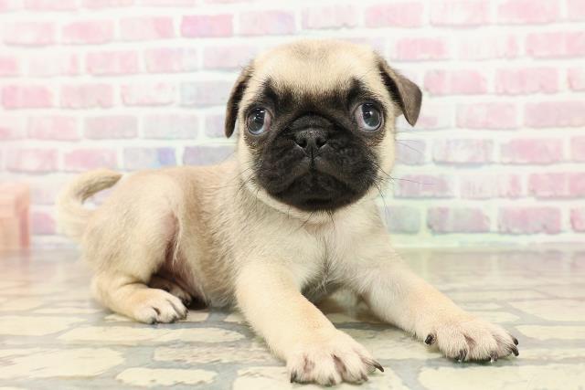 東京都のパグ (Coo&RIKU三軒茶屋店/2025年9月28日生まれ/男の子/フォーン)の子犬の3枚目の画像