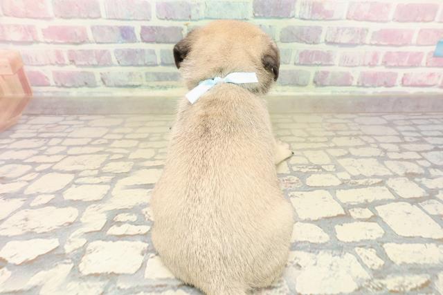 東京都のパグ (Coo&RIKU三軒茶屋店/2025年9月28日生まれ/男の子/フォーン)の子犬の4枚目の画像