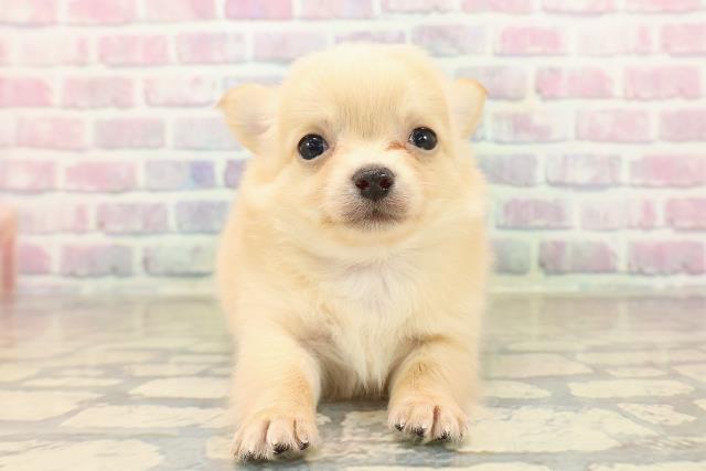 チワワ(ロングコート)