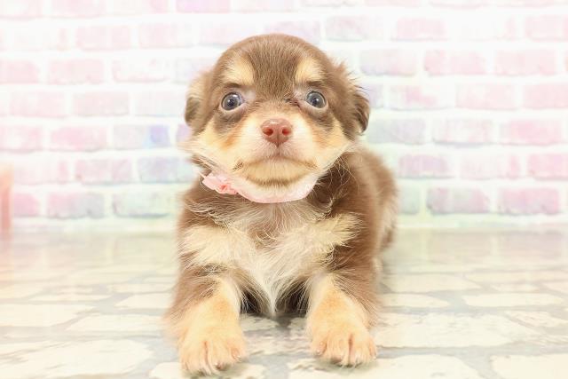 東京都のチワワ(ロング) (Coo&RIKU足立本店/2025年9月30日生まれ/女の子/チョコレートタン)の子犬の1枚目の画像