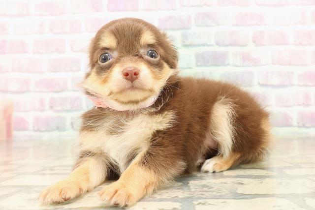 東京都のチワワ(ロング) (Coo&RIKU足立本店/2025年9月30日生まれ/女の子/チョコレートタン)の子犬の2枚目の画像