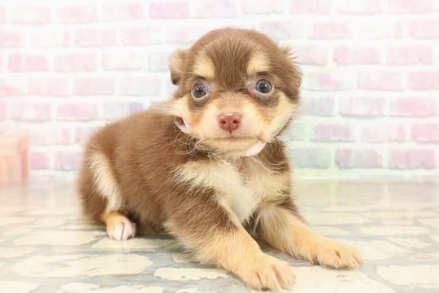 東京都のチワワ(ロング) (Coo&RIKU足立本店/2025年9月30日生まれ/女の子/チョコレートタン)の子犬の3枚目の画像