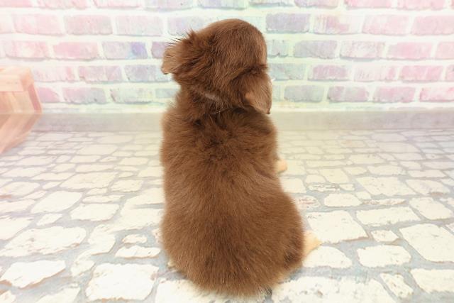 東京都のチワワ(ロング) (Coo&RIKU足立本店/2025年9月30日生まれ/女の子/チョコレートタン)の子犬の4枚目の画像