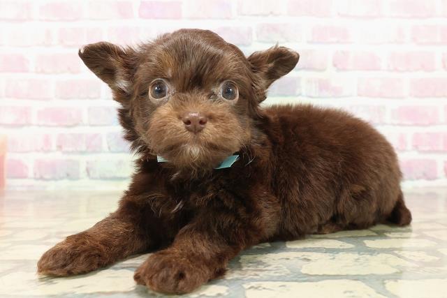 東京都のチワプー/プーチー(チワワ×プードル) (Coo&RIKU吉祥寺店/2025年9月29日生まれ/男の子/チョコレートタン)の子犬の2枚目の画像