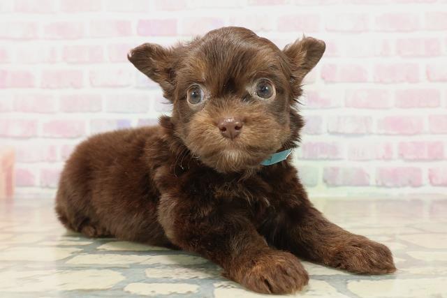 東京都のチワプー/プーチー(チワワ×プードル) (Coo&RIKU吉祥寺店/2025年9月29日生まれ/男の子/チョコレートタン)の子犬の3枚目の画像