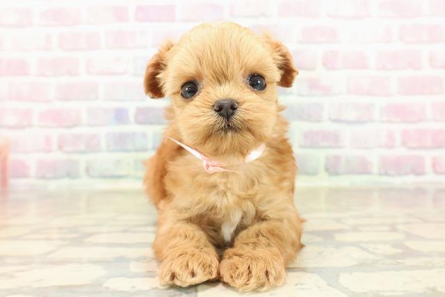 東京都のチワプー/プーチー(チワワ×プードル) (Coo&RIKU秋葉原店/2025年9月29日生まれ/女の子/アプリコット)の子犬の1枚目の画像