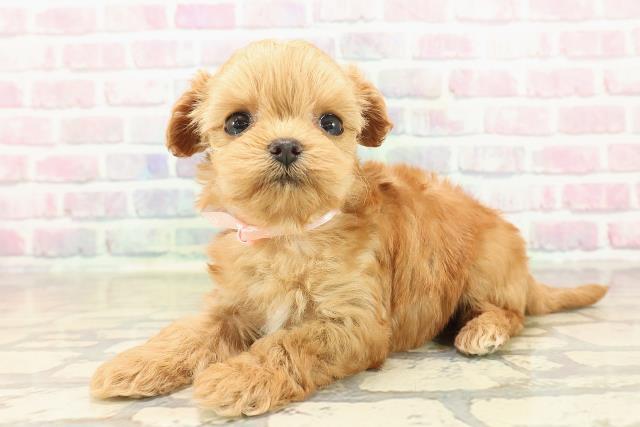 東京都のチワプー/プーチー(チワワ×プードル) (Coo&RIKU秋葉原店/2025年9月29日生まれ/女の子/アプリコット)の子犬の2枚目の画像