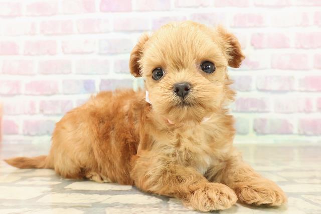 東京都のチワプー/プーチー(チワワ×プードル) (Coo&RIKU秋葉原店/2025年9月29日生まれ/女の子/アプリコット)の子犬の3枚目の画像