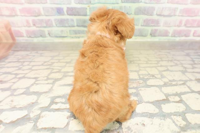 東京都のチワプー/プーチー(チワワ×プードル) (Coo&RIKU秋葉原店/2025年9月29日生まれ/女の子/アプリコット)の子犬の4枚目の画像