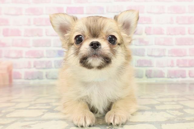 東京都のチワワ(ロング) (Coo&RIKU大久保店/2025年9月28日生まれ/男の子/フォーンホワイト)の子犬の1枚目の画像