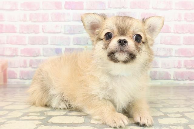 東京都のチワワ(ロング) (Coo&RIKU大久保店/2025年9月28日生まれ/男の子/フォーンホワイト)の子犬の3枚目の画像