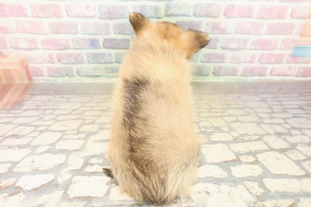 東京都のチワワ(ロング) (Coo&RIKU大久保店/2025年9月28日生まれ/男の子/フォーンホワイト)の子犬の4枚目の画像