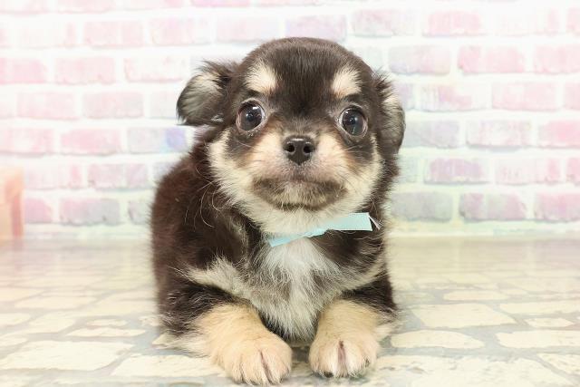 東京都のチワワ(ロング) (Coo&RIKU広尾店/2025年9月28日生まれ/男の子/ブラックタンホワイト)の子犬