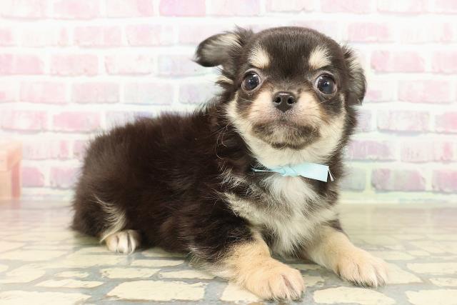 東京都のチワワ(ロング) (Coo&RIKU広尾店/2025年9月28日生まれ/男の子/ブラックタンホワイト)の子犬の3枚目の画像