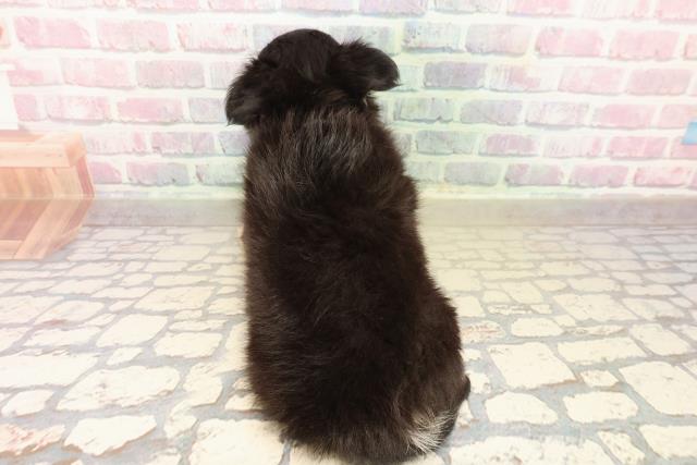 東京都のチワワ(ロング) (Coo&RIKU広尾店/2025年9月28日生まれ/男の子/ブラックタンホワイト)の子犬の4枚目の画像