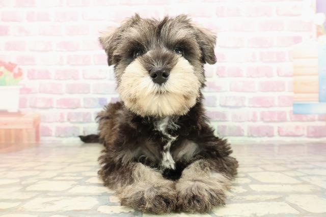 ミニチュア・シュナウザー