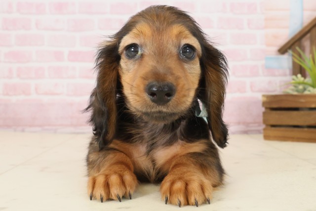 鹿児島県のミニチュアダックスフンド(ロング) (Coo&RIKU霧島店/2025年9月30日生まれ/男の子/シェーデットレッド)の子犬の1枚目の画像