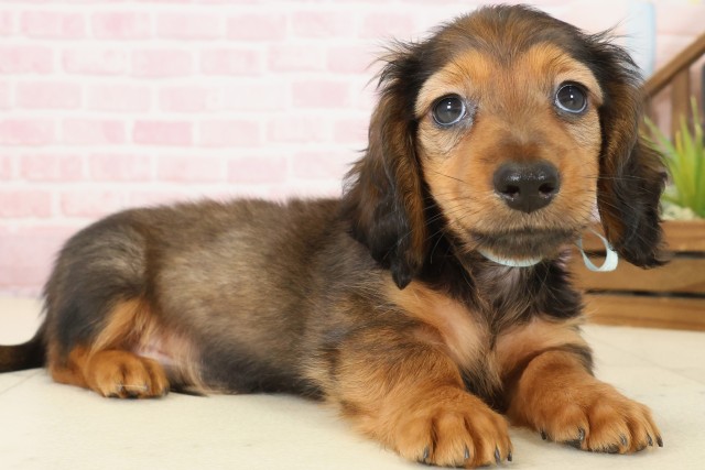 鹿児島県のミニチュアダックスフンド(ロング) (Coo&RIKU霧島店/2025年9月30日生まれ/男の子/シェーデットレッド)の子犬の2枚目の画像