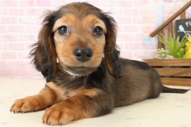 鹿児島県のミニチュアダックスフンド(ロング) (Coo&RIKU霧島店/2025年9月30日生まれ/男の子/シェーデットレッド)の子犬の3枚目の画像