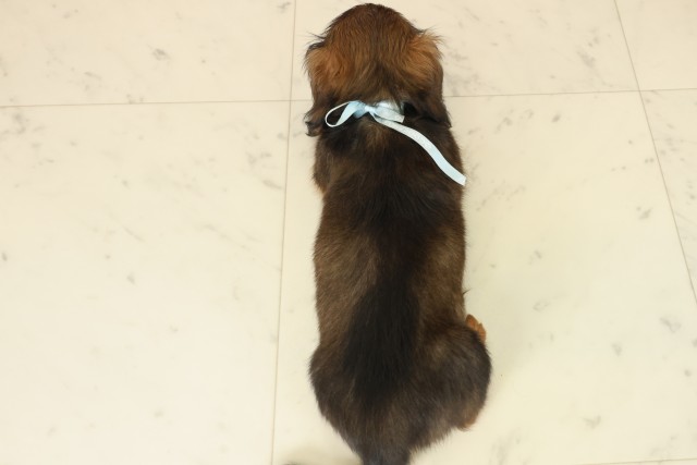 鹿児島県のミニチュアダックスフンド(ロング) (Coo&RIKU霧島店/2025年9月30日生まれ/男の子/シェーデットレッド)の子犬の4枚目の画像