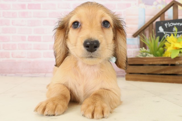 ミニチュア・ダックスフンド