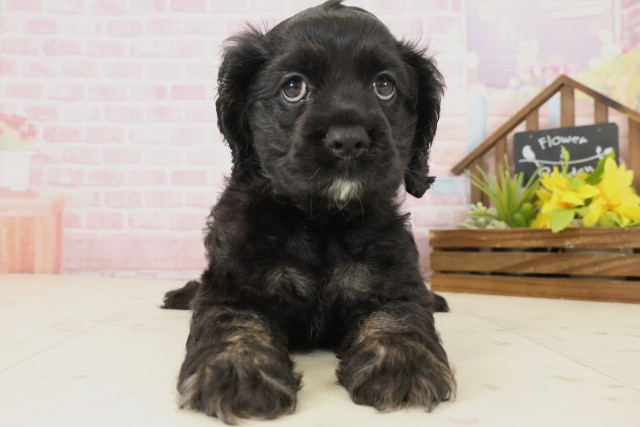 熊本県のアメリカンコッカースパニエル (Coo&RIKU熊本店/2025年10月1日生まれ/女の子/ブラックタンホワイト)の子犬の1枚目の画像